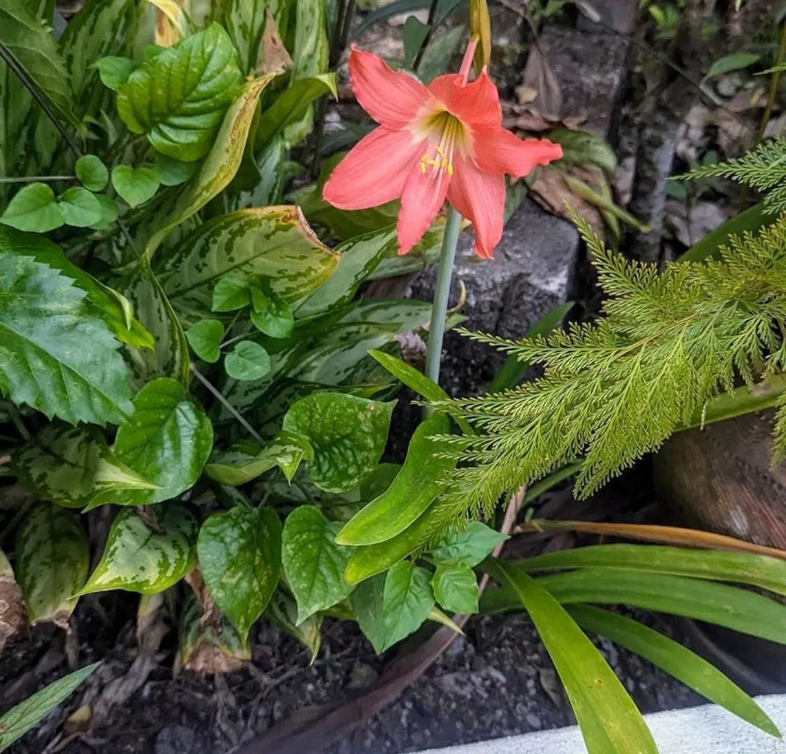 Apartment The Coconut Palm Villa- With Wifi And Pool Ocho Rios